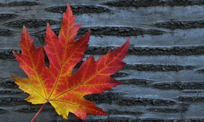 Специальные цены на технику Jacky&#039;s